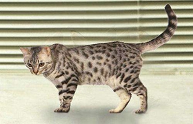 加州閃亮貓營養(yǎng)不良怎么辦 營養(yǎng)不良解決辦法