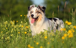澳洲牧羊犬好養(yǎng)嗎 澳大利亞牧羊犬飼養(yǎng)要點
