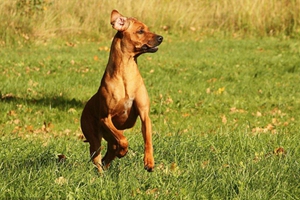 羅得西亞脊背犬吃什么狗糧 獵獅犬自制狗糧制作方法