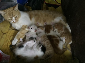 貓咪產(chǎn)后吃什么最好 貓咪產(chǎn)后飲食推薦