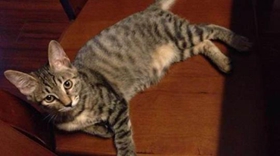 加州閃亮貓有關(guān)節(jié)病嗎 加州閃亮貓關(guān)節(jié)病治療