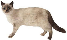 重點(diǎn)色短毛貓鼻子不通氣怎么回事 鼻子不通氣原因介紹