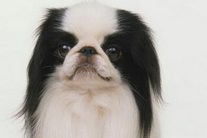 日本狆怎么養(yǎng) 日本狆飼養(yǎng)心得