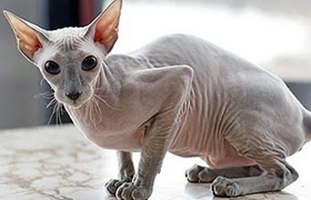 彼得禿貓營(yíng)養(yǎng)性腹水怎么治療 營(yíng)養(yǎng)性腹水治療方法