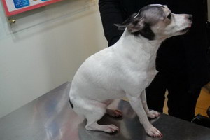 玩具獵狐梗耳朵怎么清潔 玩具獵狐梗耳朵護(hù)理方法