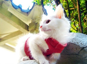 山東獅子貓發(fā)情怎么辦 山東獅子貓發(fā)情照顧方法