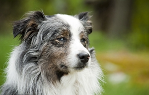 澳洲牧羊犬怎么養(yǎng)護 澳大利亞牧羊犬養(yǎng)護知識