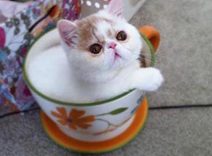 茶杯貓要絕育嗎 茶杯貓絕育注意事項(xiàng)