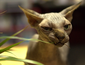 加拿大無(wú)毛貓產(chǎn)后出血怎么辦 產(chǎn)后出血解決辦法