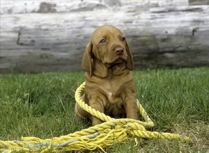 維希拉獵犬亂吠叫怎么辦 維希拉獵犬亂叫糾正方法