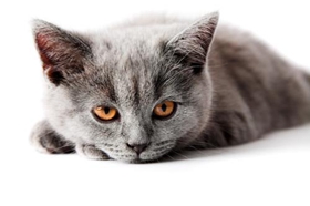 英國長毛貓便秘如何是好 便秘治療方法