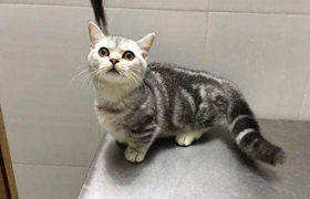 曼基康貓嘔吐怎么回事 曼基康貓嘔吐原因介紹