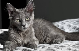 內(nèi)華達(dá)貓腸胃炎怎么治療 腸胃炎治療方法