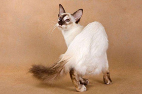 爪哇貓不肯吃藥怎么辦 爪哇貓不肯吃藥解決辦法