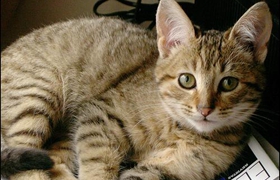 加州閃亮貓異食癖怎么治療 異食癖治療方法