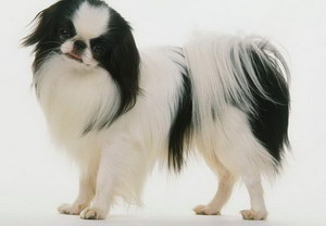 日本狆怎么清潔牙齒 日本狆牙齒清潔護理方法