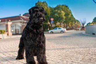 巨型雪納瑞怎么自制狗糧 巨型雪納瑞自制狗糧配方介紹