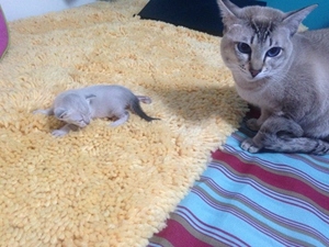 貓咪產后抑郁有什么癥狀 貓咪產后抑郁癥狀介紹