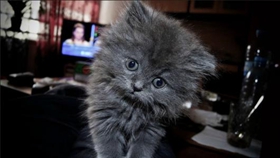 英國長毛貓?jiān)趺搭A(yù)防中暑 預(yù)防中暑方法