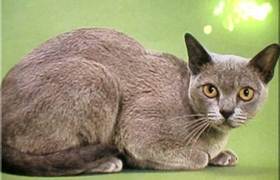 歐洲緬甸貓厭食怎么辦 歐洲緬甸貓厭食解決辦法