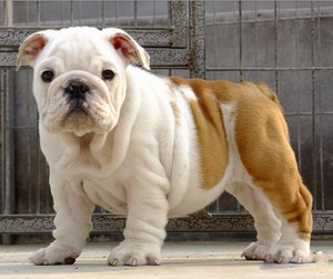 英國斗牛犬用什么潔齒好 英國斗牛犬口腔清潔方法