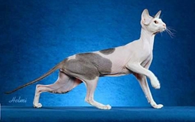 彼得禿貓中暑怎么辦 彼得禿貓中暑治療方法