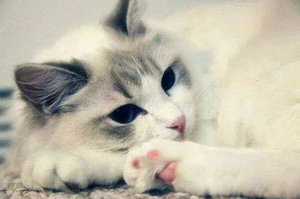 襤褸貓發(fā)情期不能吃什么 發(fā)情期襤褸貓飲食禁忌