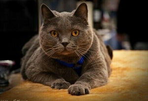 沙特爾貓分娩前要準備什么 沙特爾貓分娩準備