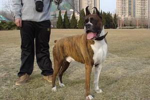 拳師犬怎么潔齒好 拳師犬牙齒清潔方法