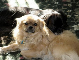 西藏獵犬怎么養(yǎng) 西藏獵犬飼養(yǎng)注意事項