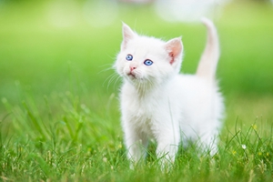 波斯貓產后不吃飯怎么辦 波斯貓產后不吃飯解決辦法