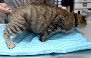 怎么照顧懷孕貓咪 貓咪懷孕照顧要點(diǎn)