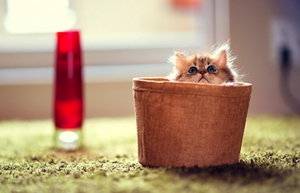 茶杯貓懷孕有什么前兆 茶杯貓懷孕前兆介紹