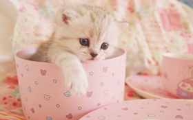 茶杯貓得了濕疹怎么辦 茶杯貓得了濕疹治療方法