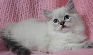 襤褸貓生產(chǎn)前要準備哪些東西