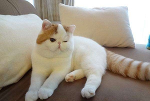 加菲貓懷孕怎么照顧 加菲貓?jiān)衅谡疹櫧坛? / data-2hbz=