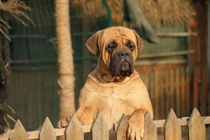 斗牛獒犬吃什么蔬菜 斗牛獒犬可食蔬菜介紹