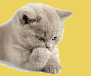 貓發(fā)情的癥狀有哪些