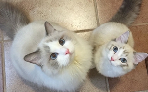 布偶貓產(chǎn)后如何護(hù)理 產(chǎn)后護(hù)理注意事項(xiàng)