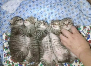 中國(guó)貍花貓什么時(shí)候配種 貍花貓配種時(shí)間介紹