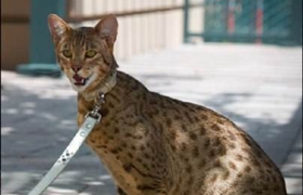 阿舍拉貓為什么會(huì)痙攣 阿舍拉貓痙攣原因