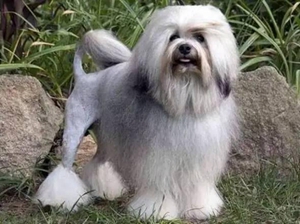 羅秦犬不能吃什么 羅秦犬喂食禁忌事項