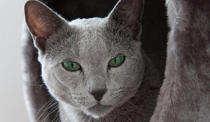 俄羅斯藍貓懷孕怎么照顧 俄羅斯藍貓孕期護理指南