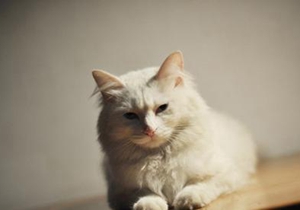 山東獅子貓絕育后怎么護(hù)理 絕育手術(shù)后護(hù)理方法