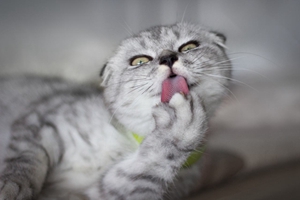 蘇格蘭折耳貓產(chǎn)后缺鈣怎么辦 折耳貓產(chǎn)后缺鈣解決辦法