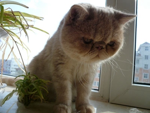 加菲貓分娩前有什么征兆 加菲貓分娩征兆解析