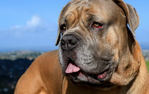 夏天如何預(yù)防波爾多犬中暑 波爾多犬夏天中暑預(yù)防治療方法