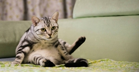 美國(guó)短毛貓公貓幾個(gè)月絕育 美短絕育最佳時(shí)間