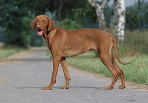 維希拉獵犬口腔怎么護理 維希拉獵犬牙齒清潔方法