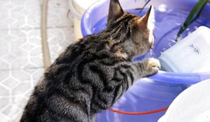 中國貍花貓產(chǎn)后出血怎么辦 中國貍花貓產(chǎn)后出血解決辦法